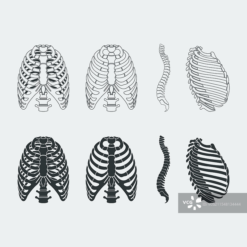 肋骨解剖的详细信息图片素材