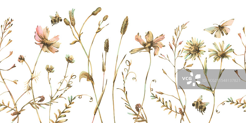 田野草地上的野花和草药，宇宙花图片素材