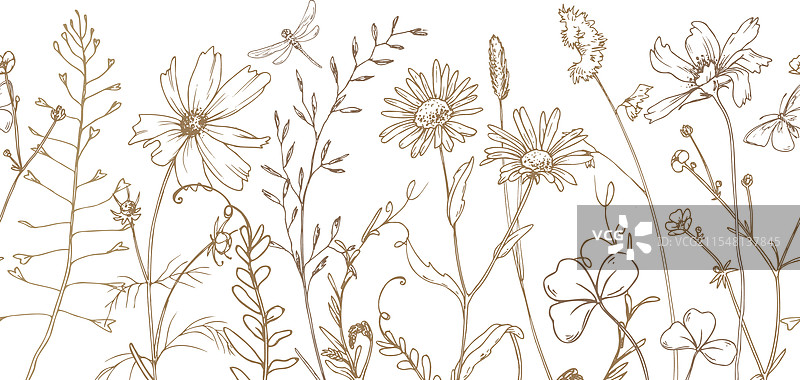 田野草地上的野花和草药，宇宙花图片素材