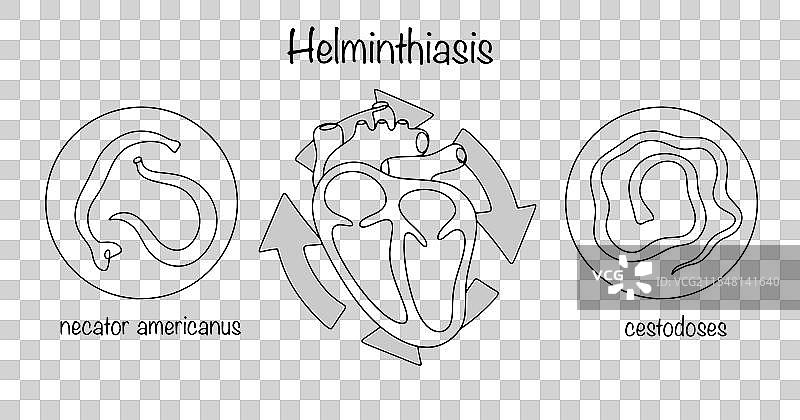 蠕虫病循环图片素材