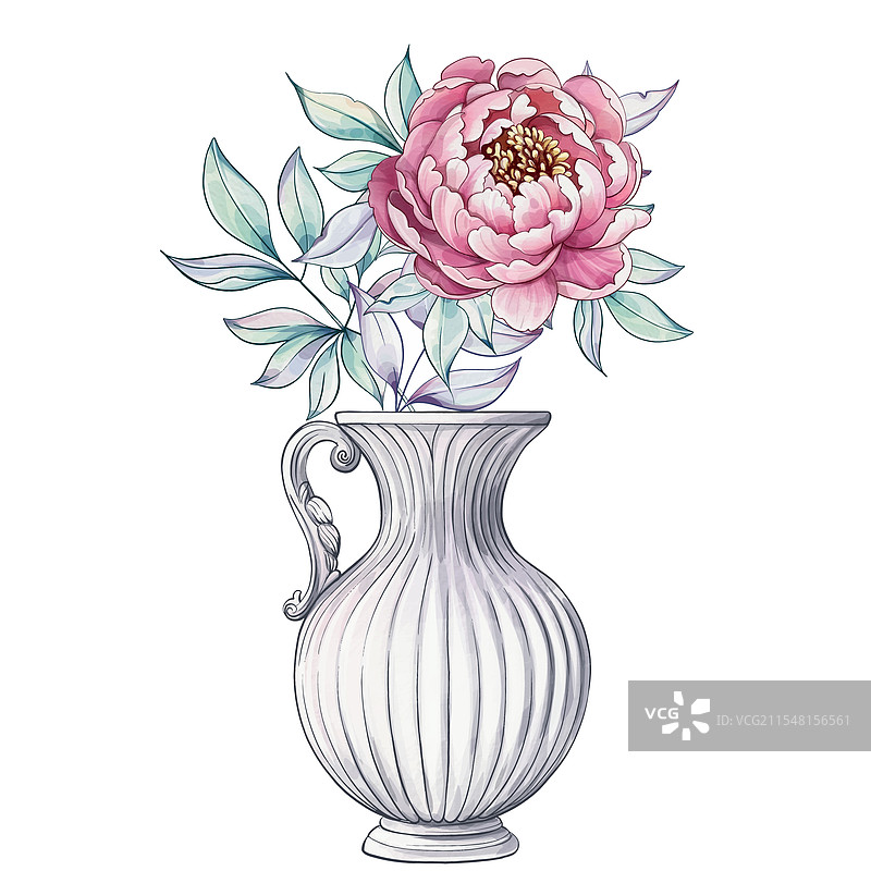 一朵美丽的牡丹优雅地绽放在白色背景上图片素材