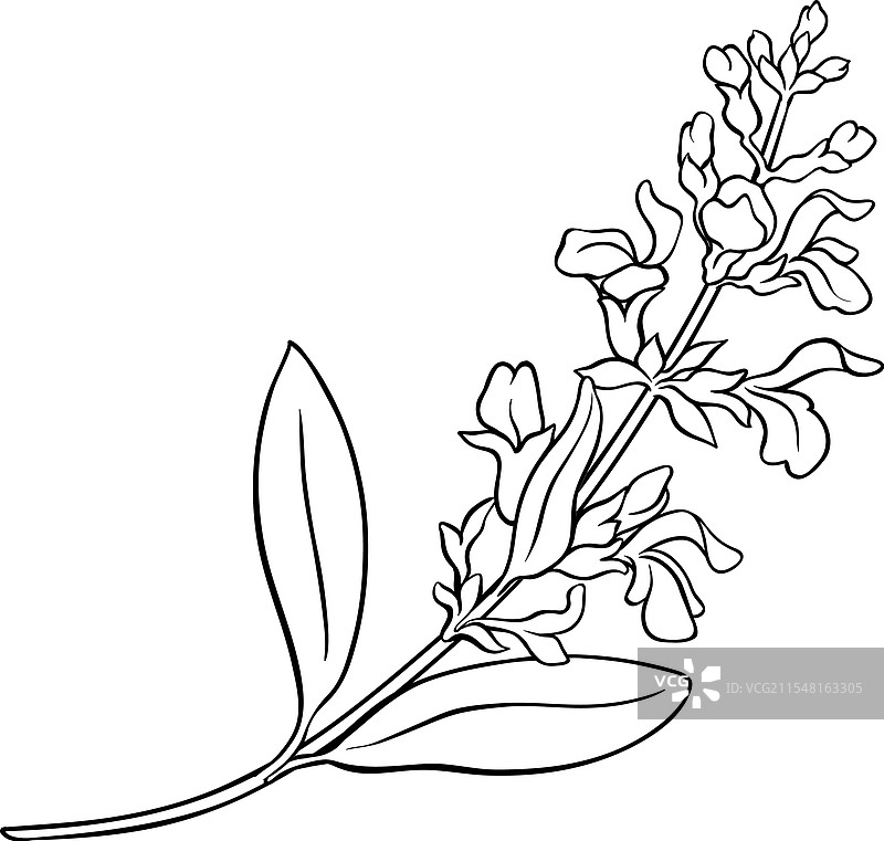 带花的鼠尾草植物轮廓图片素材