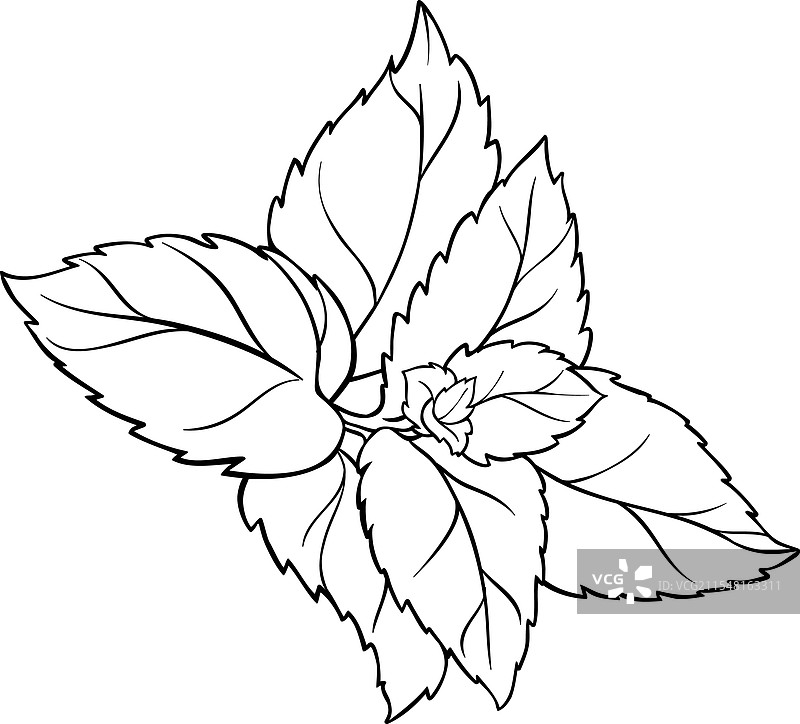 薄荷枝叶轮廓图片素材