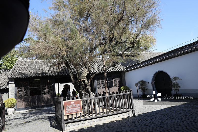 江苏淮安：周恩来故居的观音柳图片素材