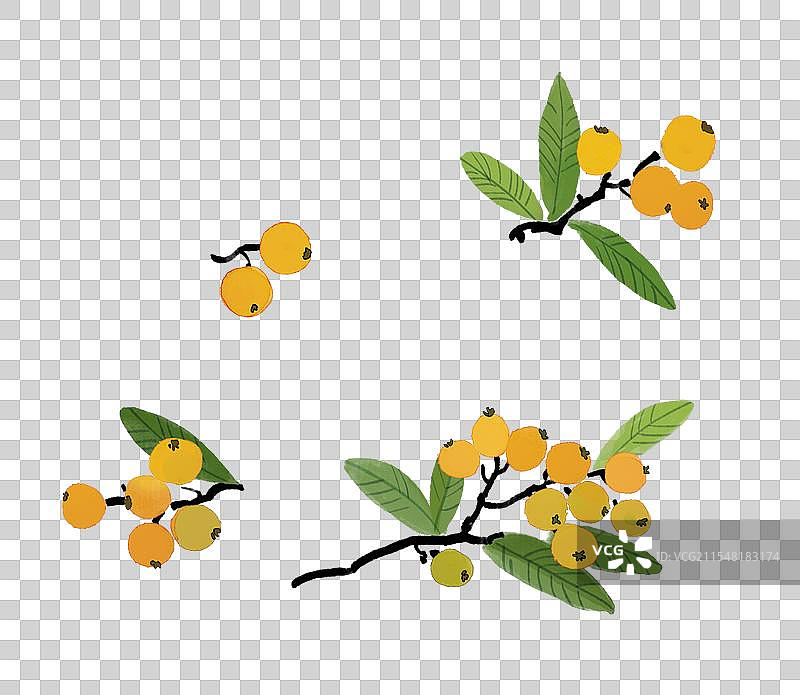 枇杷水果特写水彩画插画图片素材