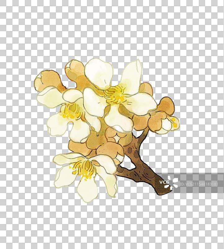 枇杷开花特写枇杷花插画图片素材