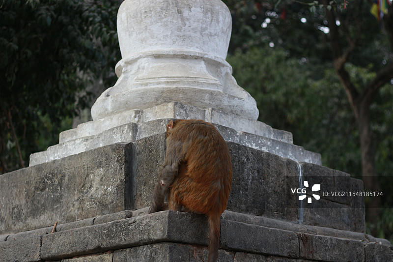 加德满都猴庙图片素材