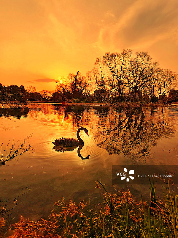 傍晚.辰山湖.黑天鹅图片素材