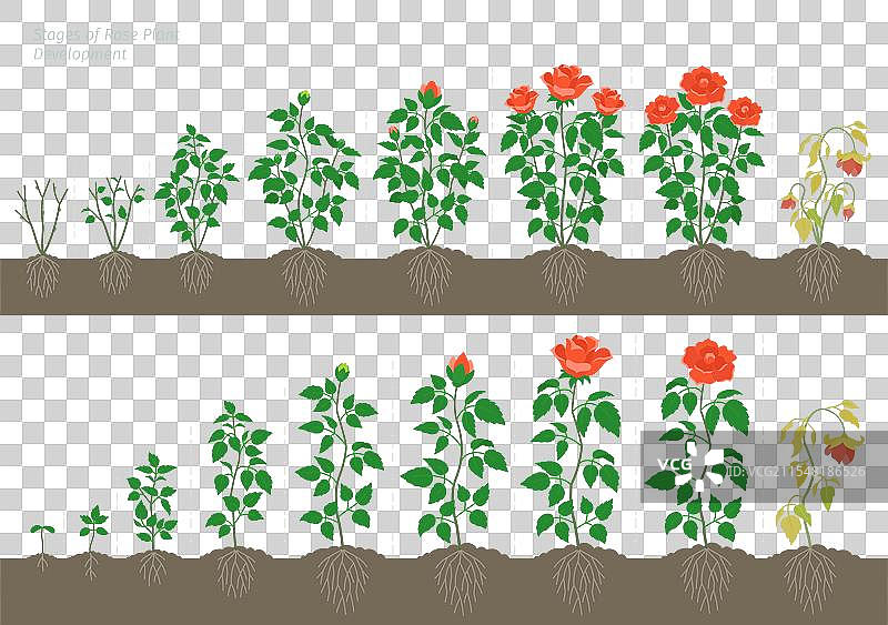 玫瑰在土壤中生长的不同阶段与生命图片素材