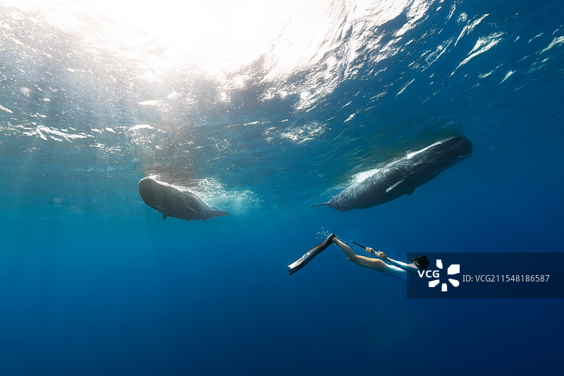 毛里求斯观抹香鲸图片素材