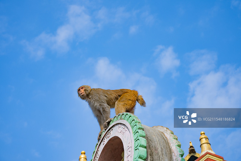 尼泊尔猴庙的天空图片素材