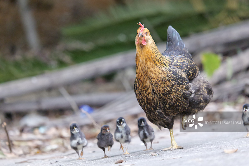 鸡群巡逻图片素材