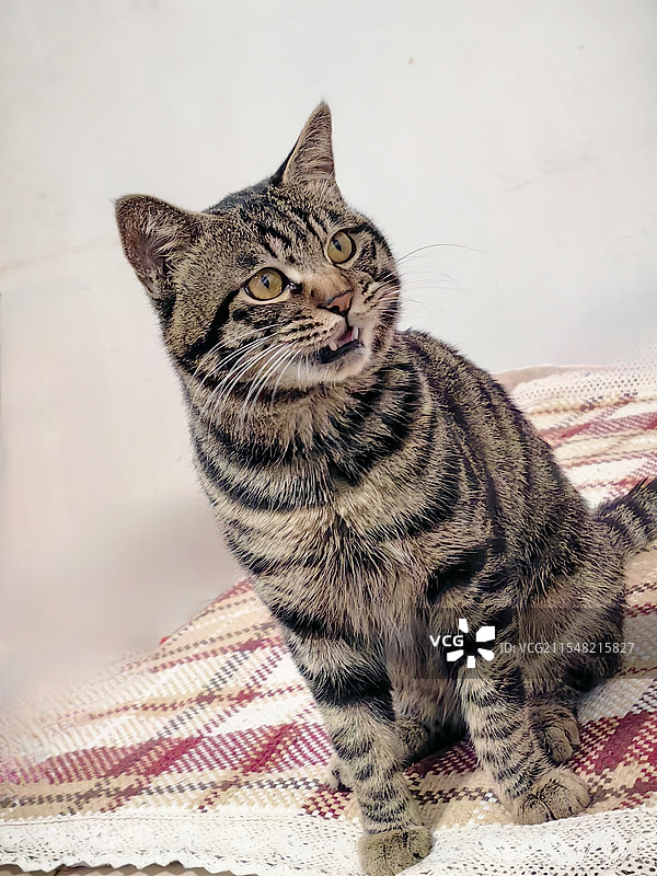 龇牙咧嘴的小猫图片素材