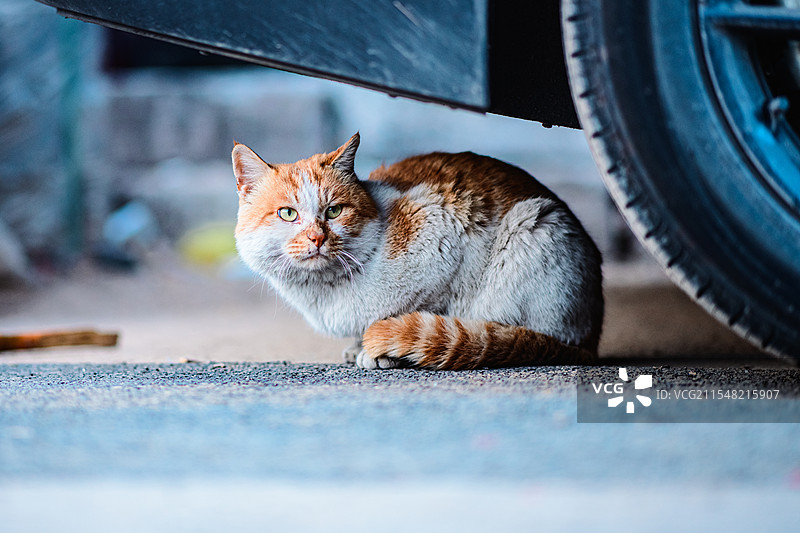 流浪猫图片素材