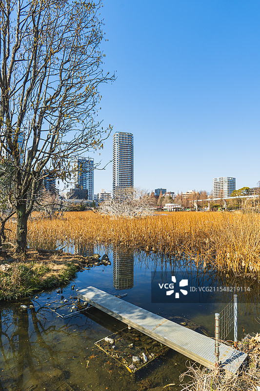 日本东京上野公园，不忍池，城市风光图片素材