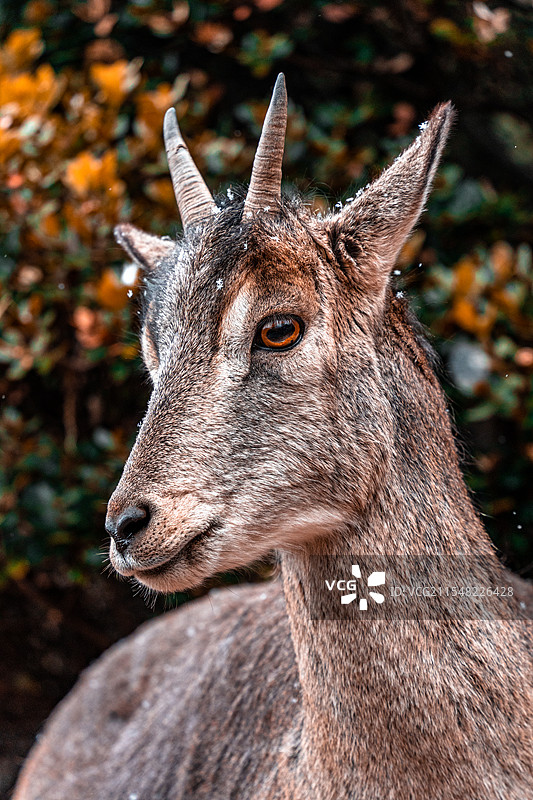 冬季 | 从迪庆到芒康图片素材