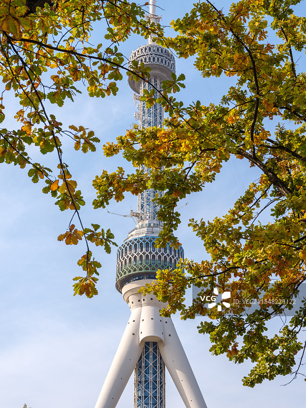 透过树叶看塔什干电视塔图片素材