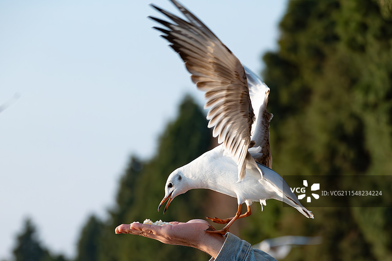 昆明海洪湿地公园海鸥图片素材
