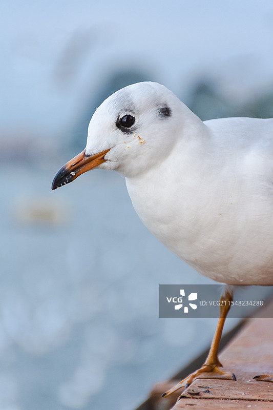 海鸥特写图片素材