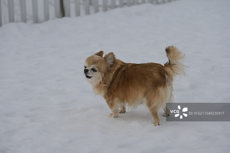 衰老的吉娃娃图片素材