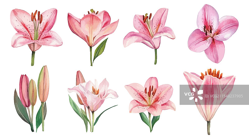 各种风格的粉色百合水彩画图片素材