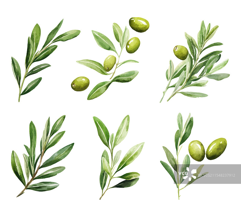 水彩橄榄枝与绿色叶子图片素材
