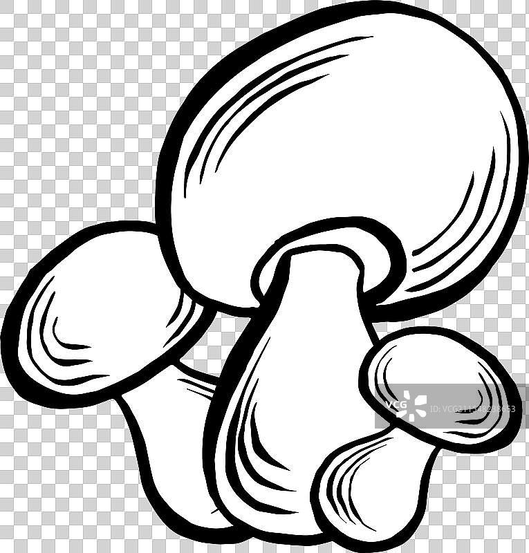 秋季森林中松露蘑菇的素描收获图片素材