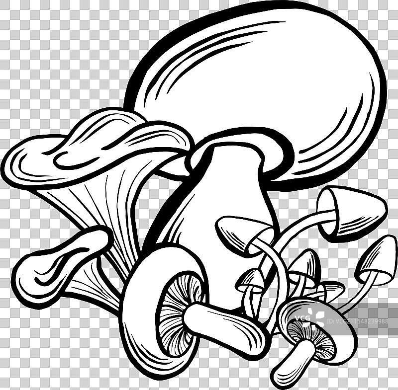 森林蘑菇组合：牛肝菌和蜜蜂蘑菇图片素材