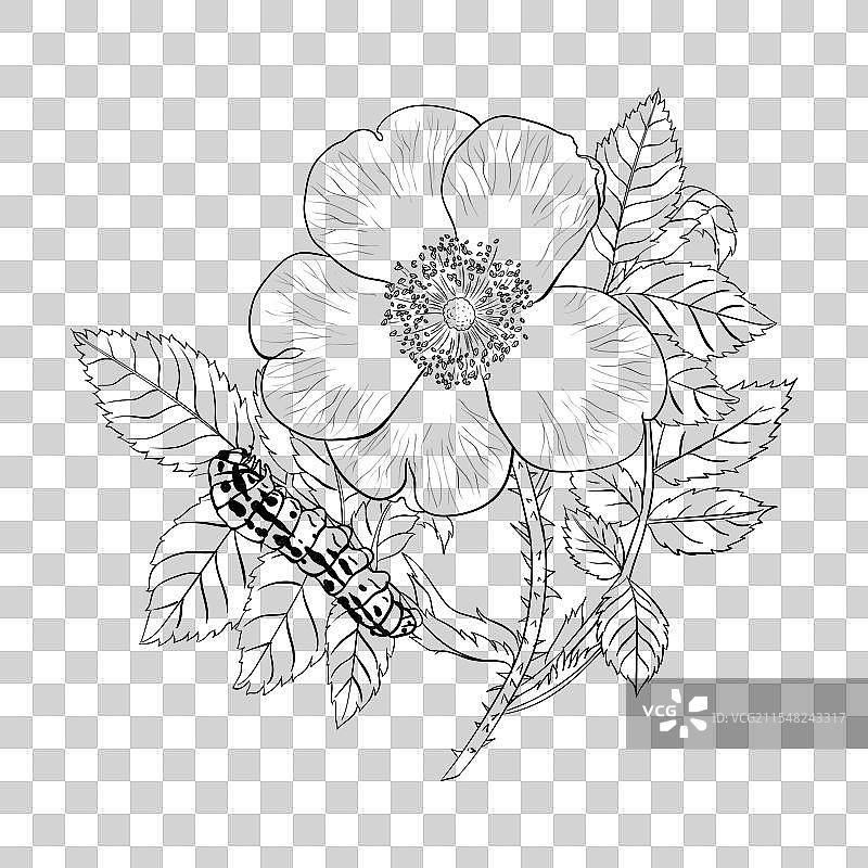 手绘科学中的玫瑰与毛虫图片素材