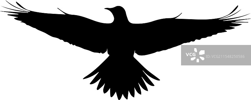 飞翔的鹰剪影图片素材