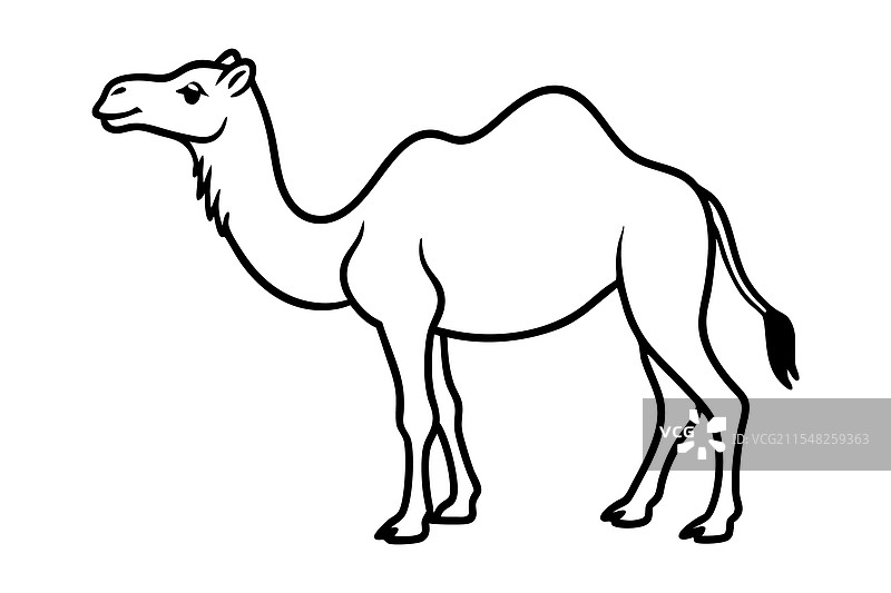 孤立在白色背景上的骆驼图片素材