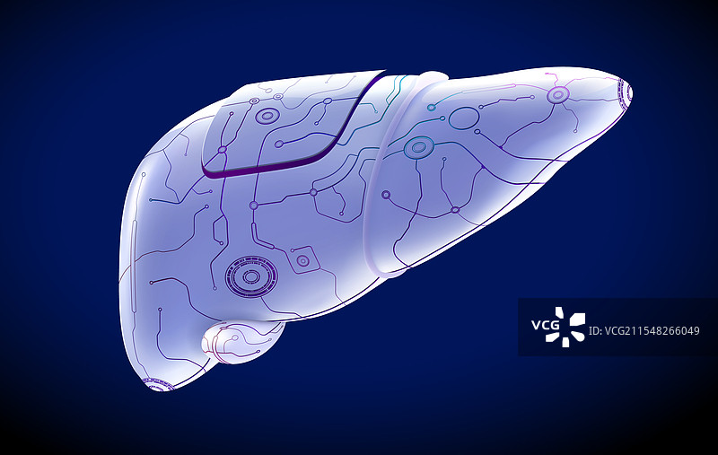 liver008图片素材