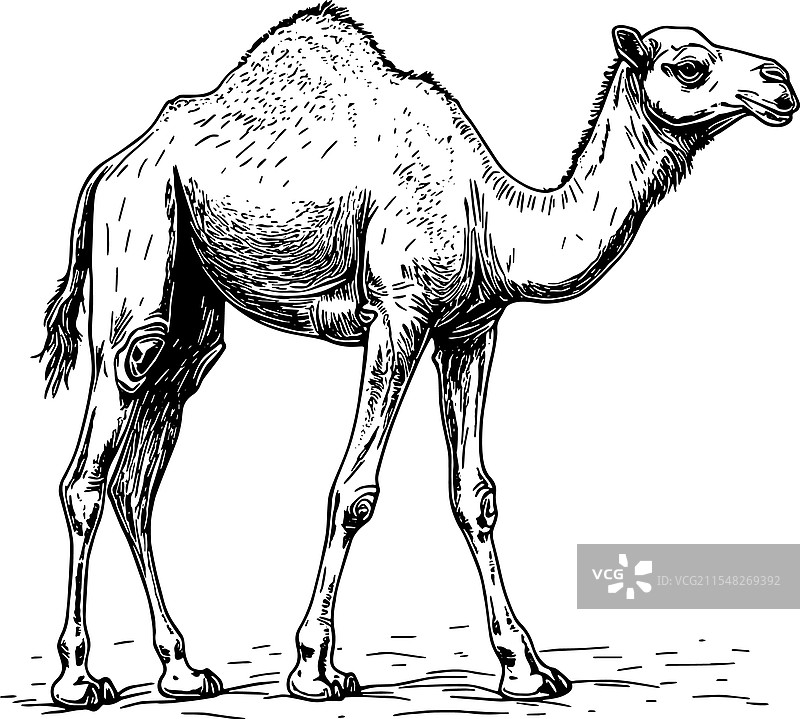 黑色的骆驼图片素材