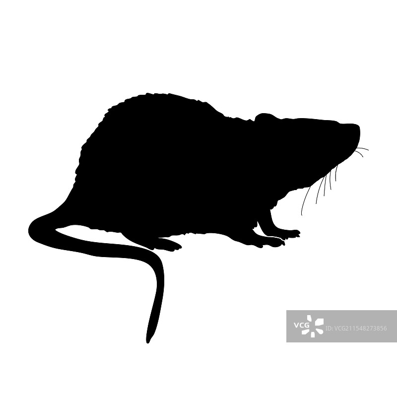 老鼠侧面的黑色剪影图片素材