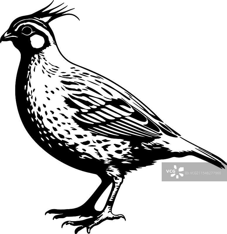 黑色风格的鹌鹑鸟剪影 9图片素材