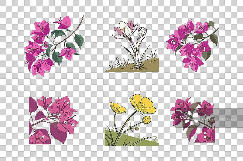 番红花、毛茛、九重葛花图标图片素材