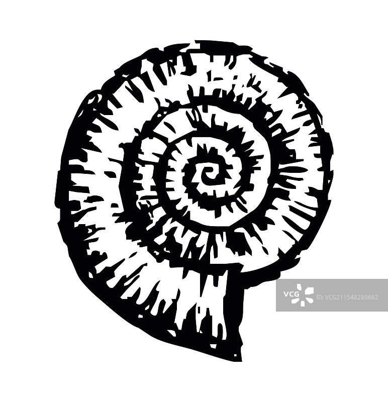 手绘的化石头足类动物鹦鹉螺轮廓图片素材