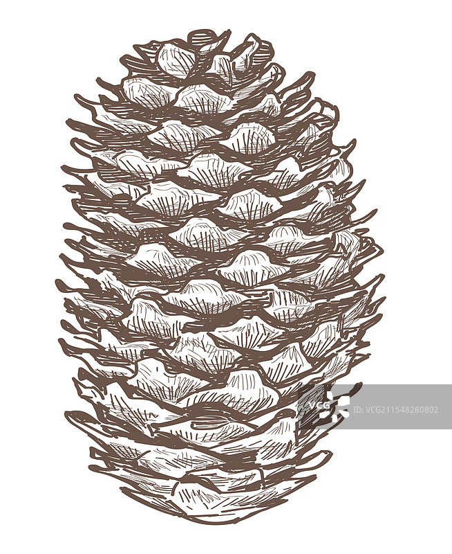 一幅逼真的手绘松果素描图片素材
