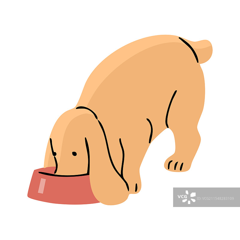 可爱的西班牙猎犬在白色背景上图片素材