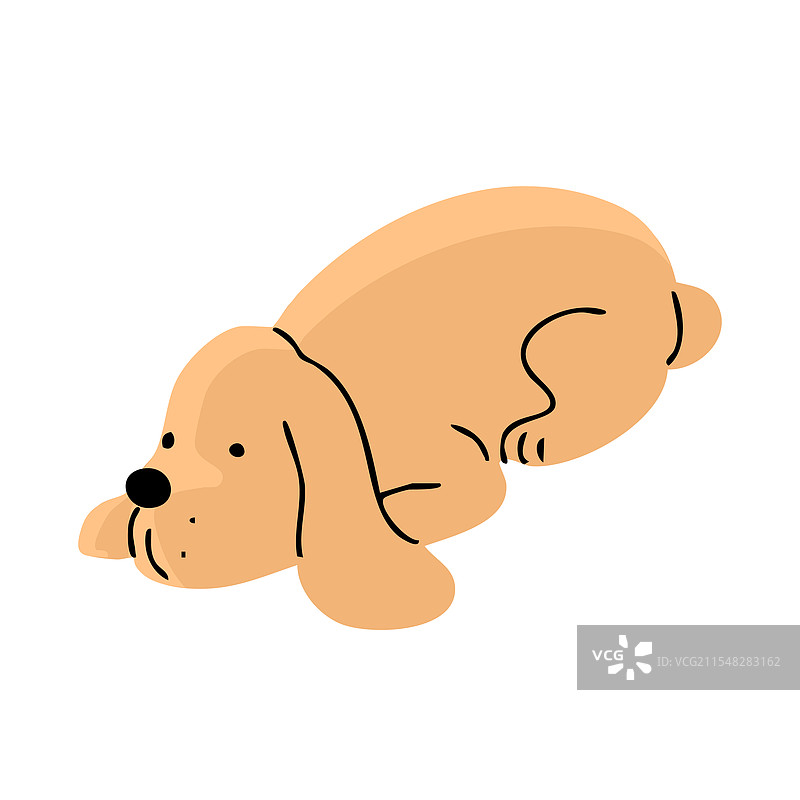 可爱的西班牙猎犬在白色背景上图片素材