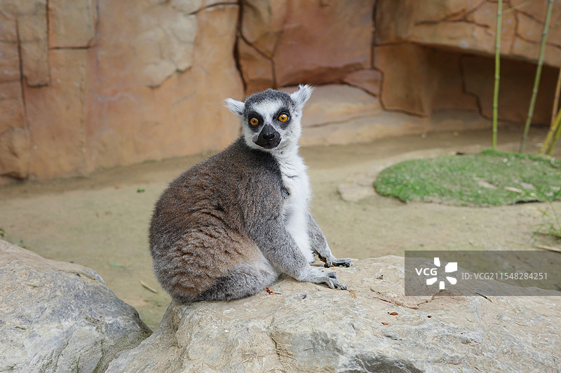 狐猴正面特写图片素材