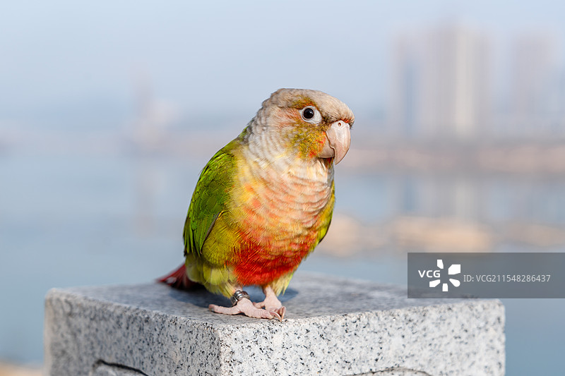 小太阳鹦鹉图片素材