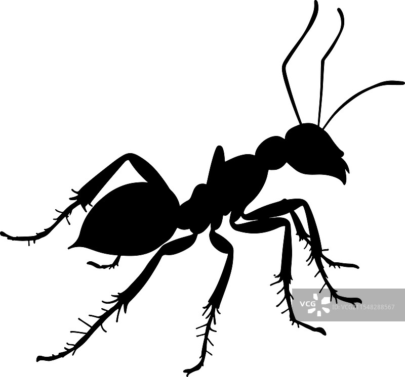 黑蚂蚁剪影图片素材