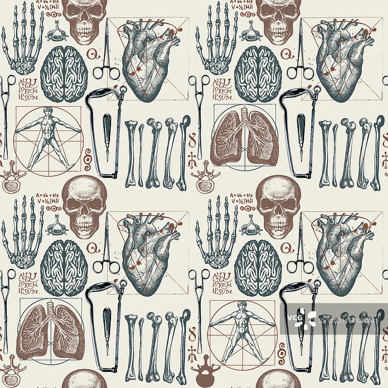 人体器官的无缝解剖图案图片素材