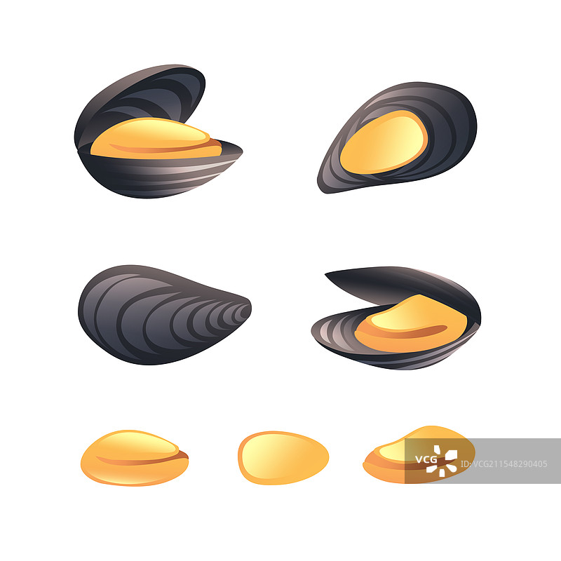 打开的贻贝和闭合的贻贝图片素材