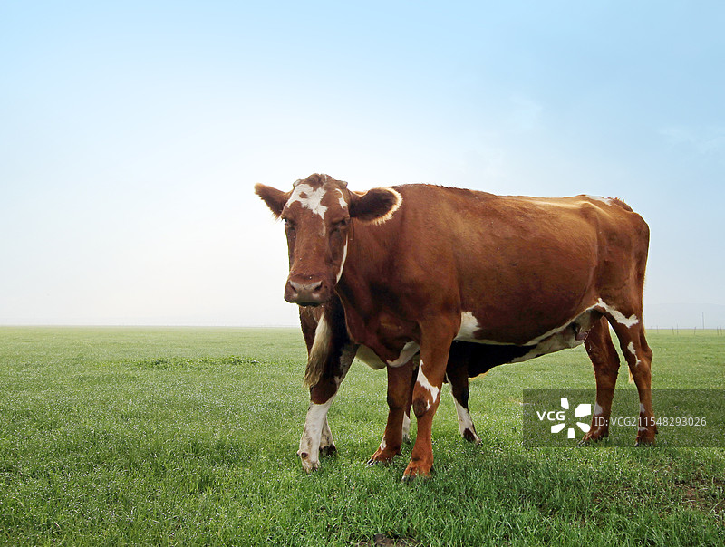 内蒙古草原风光图片素材