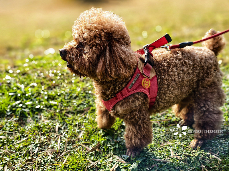 宠物狗图片素材