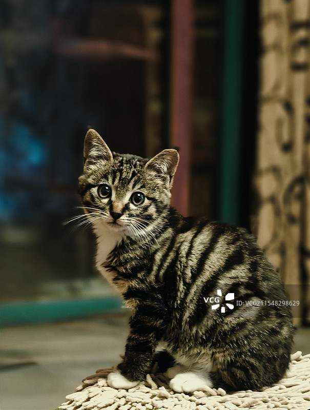 梨花小萌猫图片素材