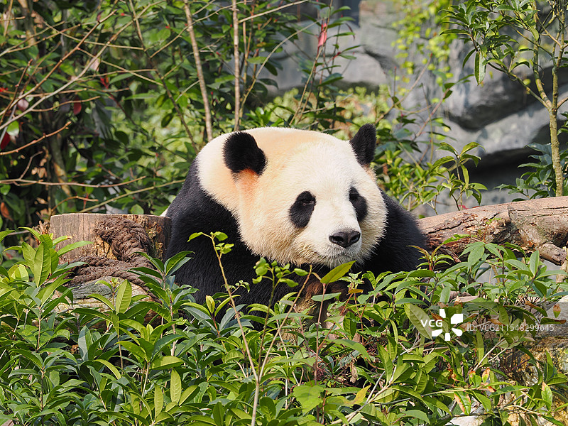 睡觉的熊猫图片素材