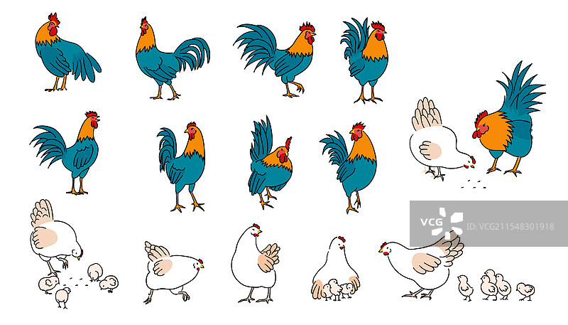 手绘的全身母鸡和公鸡图片素材